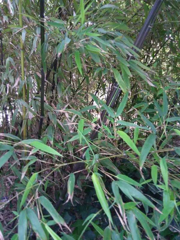 紫竹苗园林植物竹子