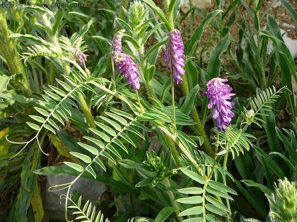 光葉紫花苕種子發芽出苗圖片