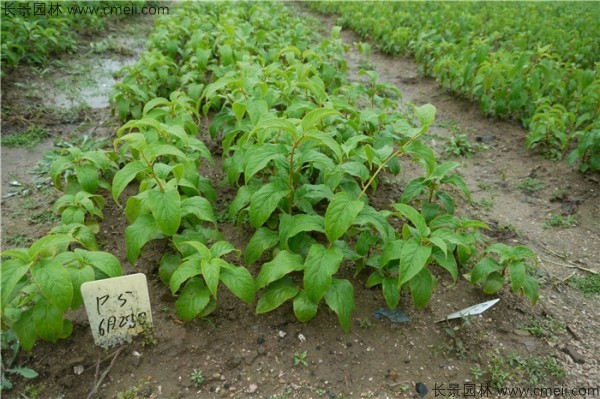 软枣种子发芽出苗图片