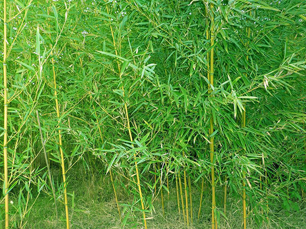 早园竹苗竹子园林植物