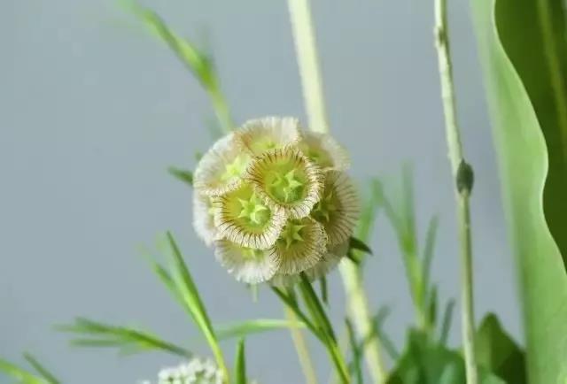 轮峰菊的形态特征、生长习性及种植方法