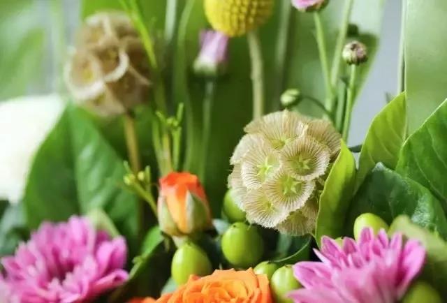 轮峰菊的形态特征、生长习性及种植方法
