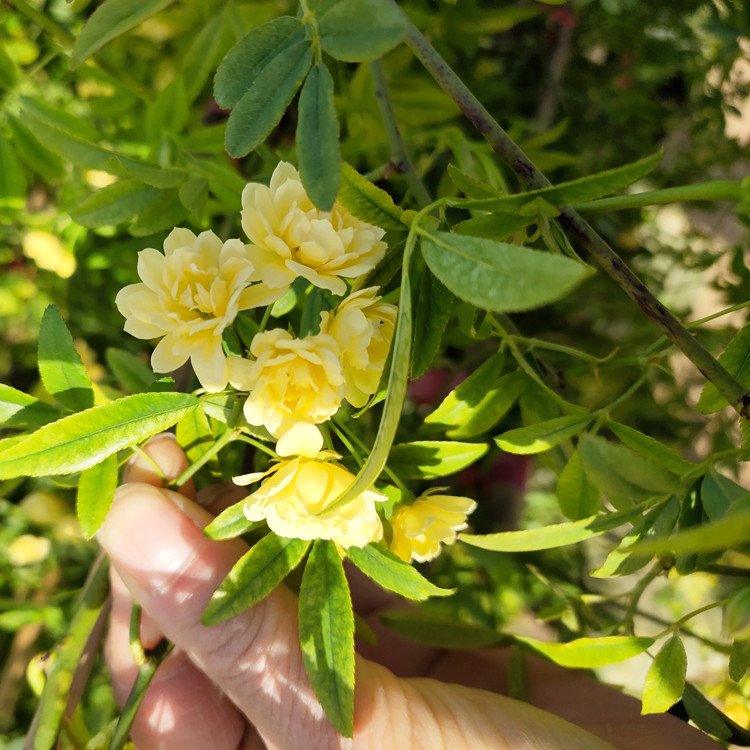 黄色木香开花花朵图片和叶子图片
